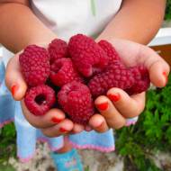 Саджанець Ремонтантна малина Геракл